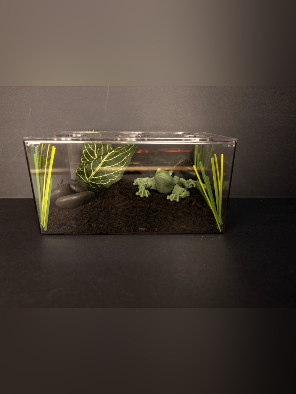 Play pretend pet frog with terrarium